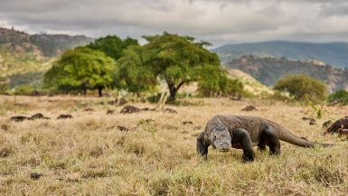 Komodo dragon in the dry grassland of Komodo Island, Indonesia