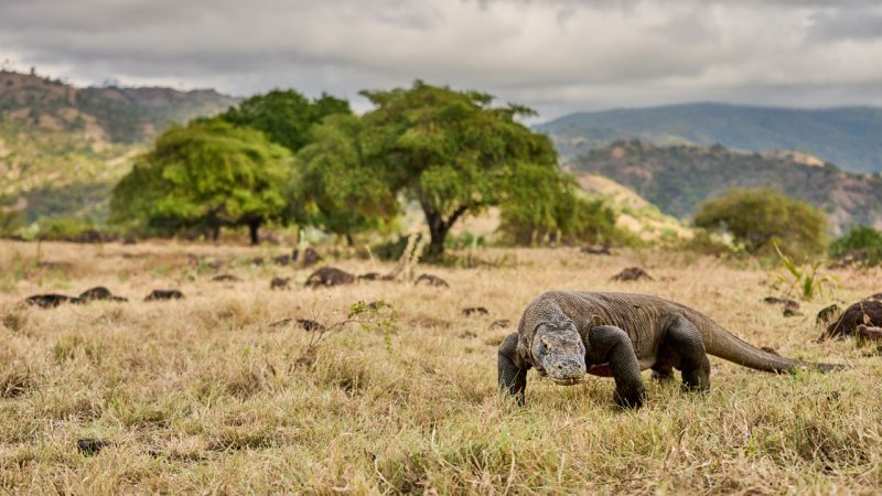 Komodo dragon in the dry grassland of Komodo Island, Indonesia