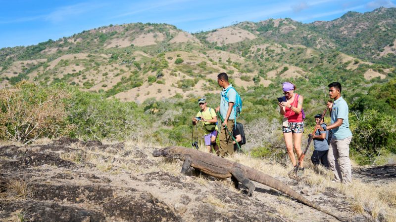 Tourists observing a Komodo dragon with a guide in Komodo National Park